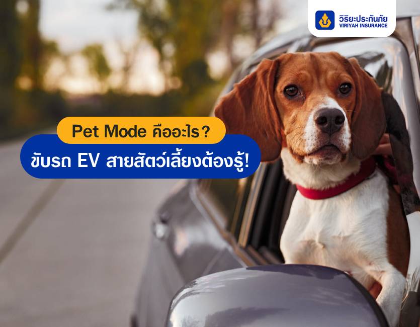 Pet Mode คืออะไร? ขับรถ EV สายสัตว์เลี้ยงต้องรู้!